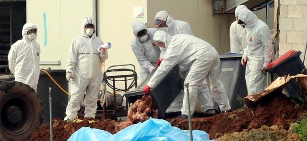 South Korea raises bird flu alert to highest level for first time