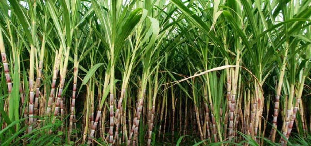 Sugarcane tastes bitter for AP farmers