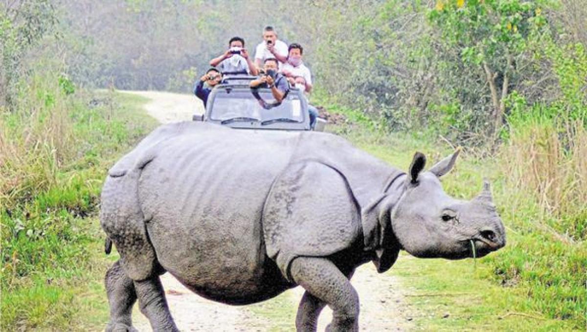 Four forest department staff arrested after 7th rhino poached in Kaziranga