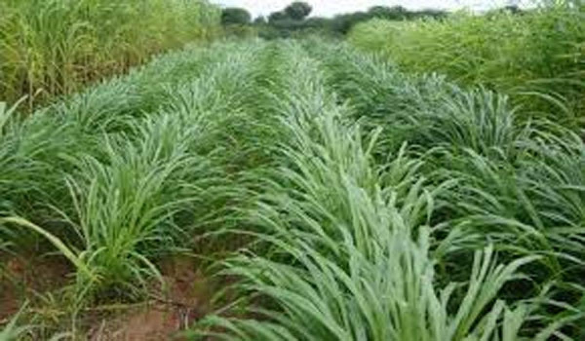 Farmers told to opt for green fodder crops