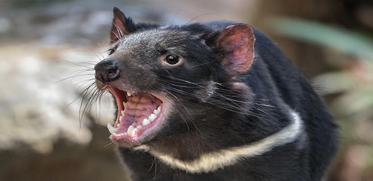 Being kind to Tasmania’s Devils