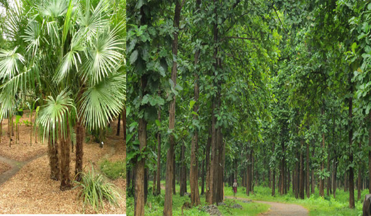 Govt to distribute 15 crores  teak, palm plants to big Boost to Haritha Haram