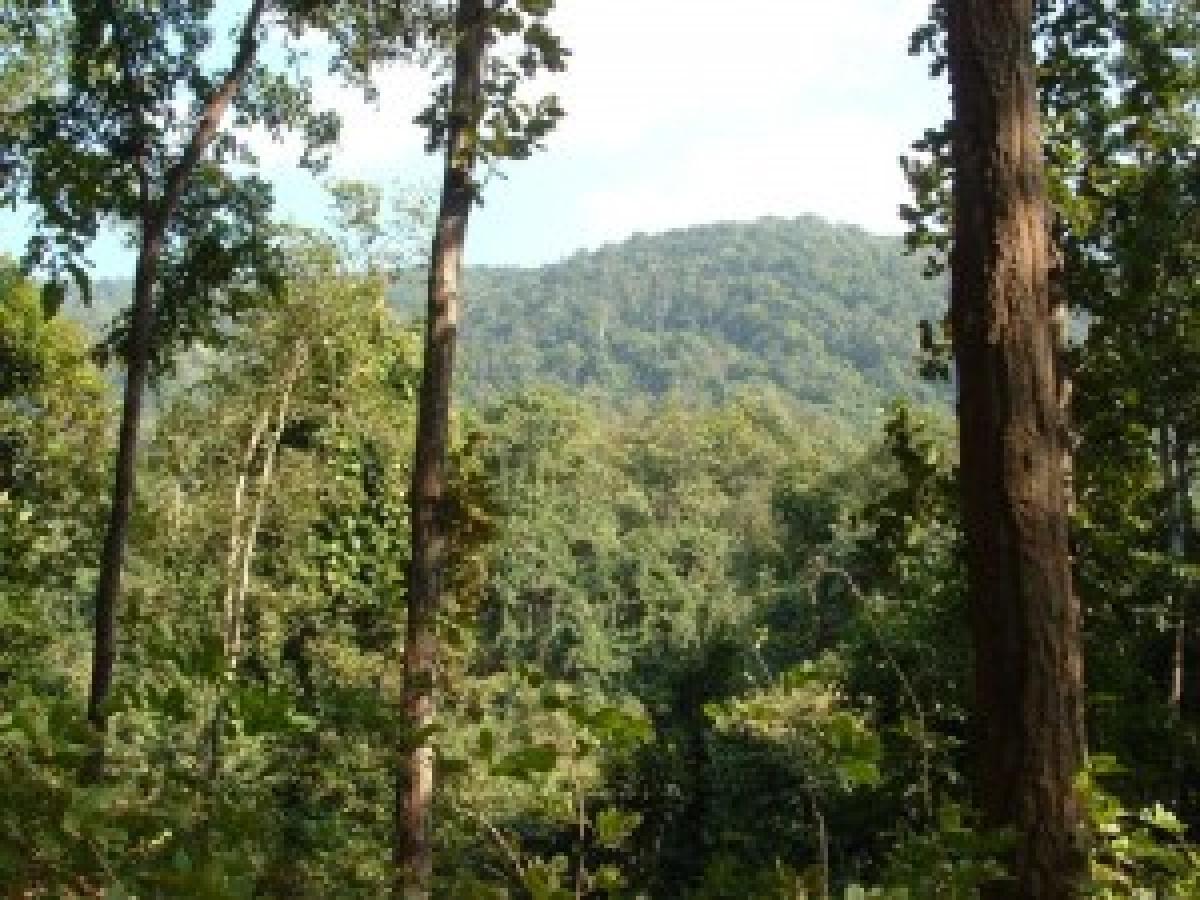 Odisha to conserve 700 sacred groves to protect tribal culture