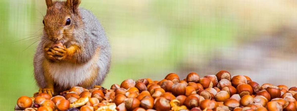 The Squirrel that forget easily – A corporate leadership message