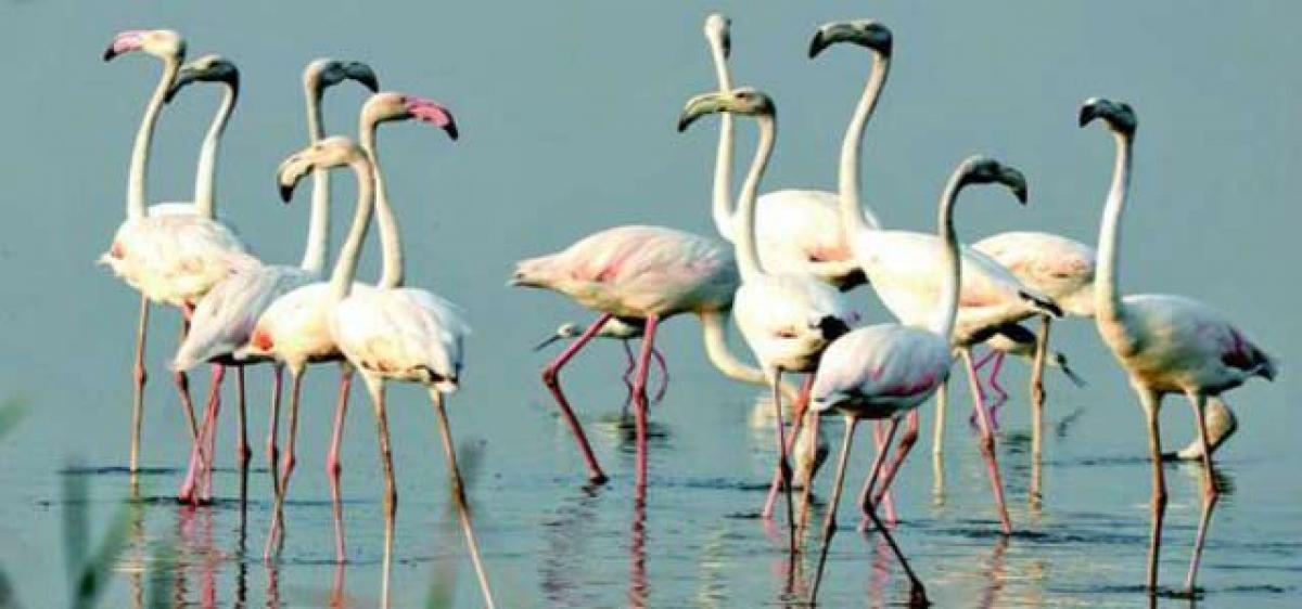 Winged guests keep off Flamingo fest
