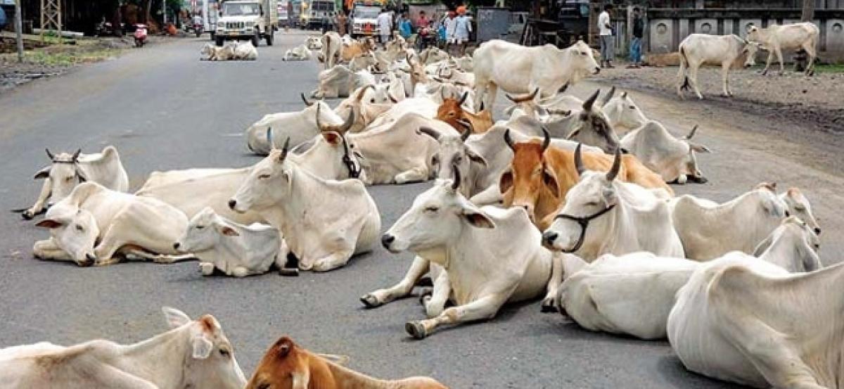 UP: Two cops injued in stone-pelting over alleged cow slaughter