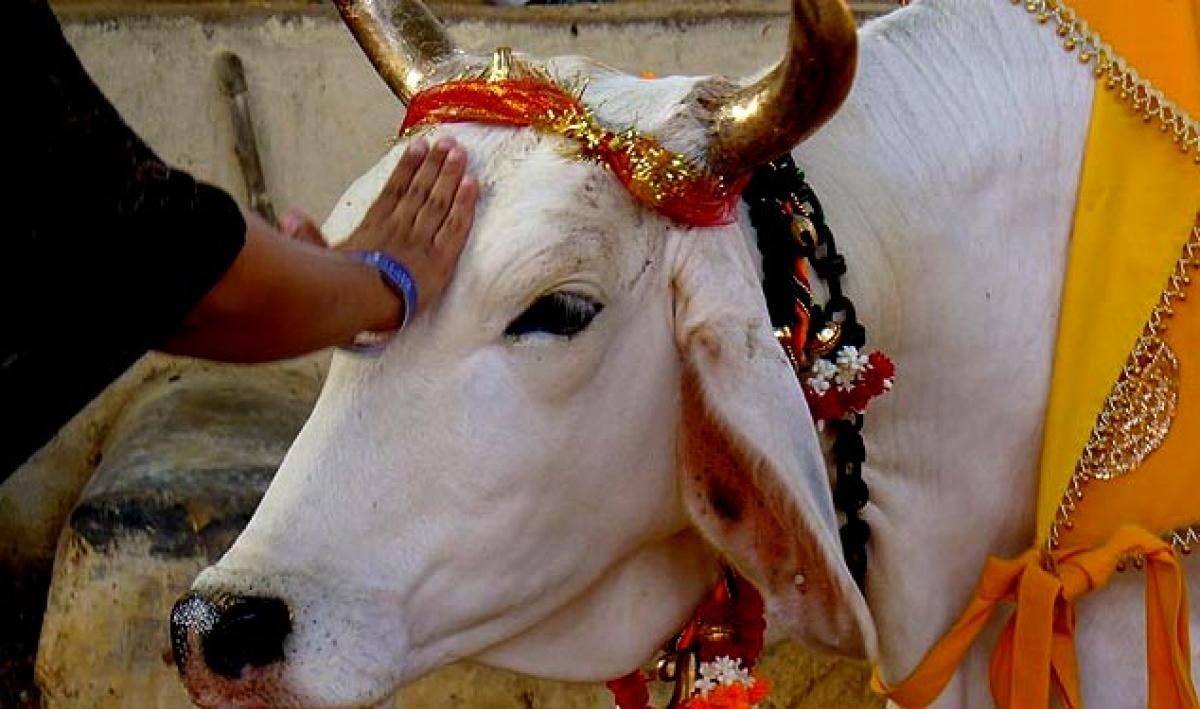 How to stop cow slaughter?