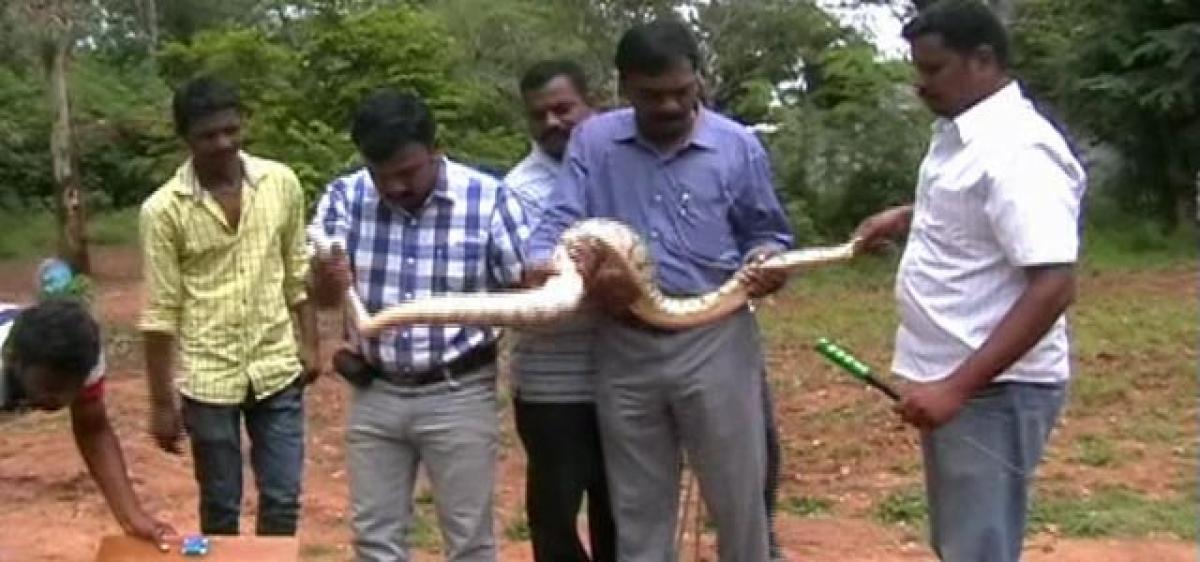 This botany lecturer is an expert snake catcher