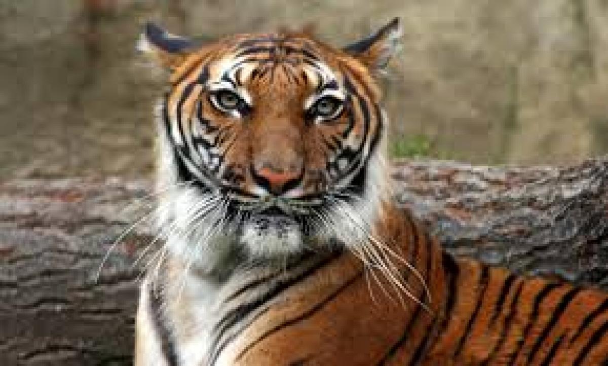 Dead tigers raise conservation doubts