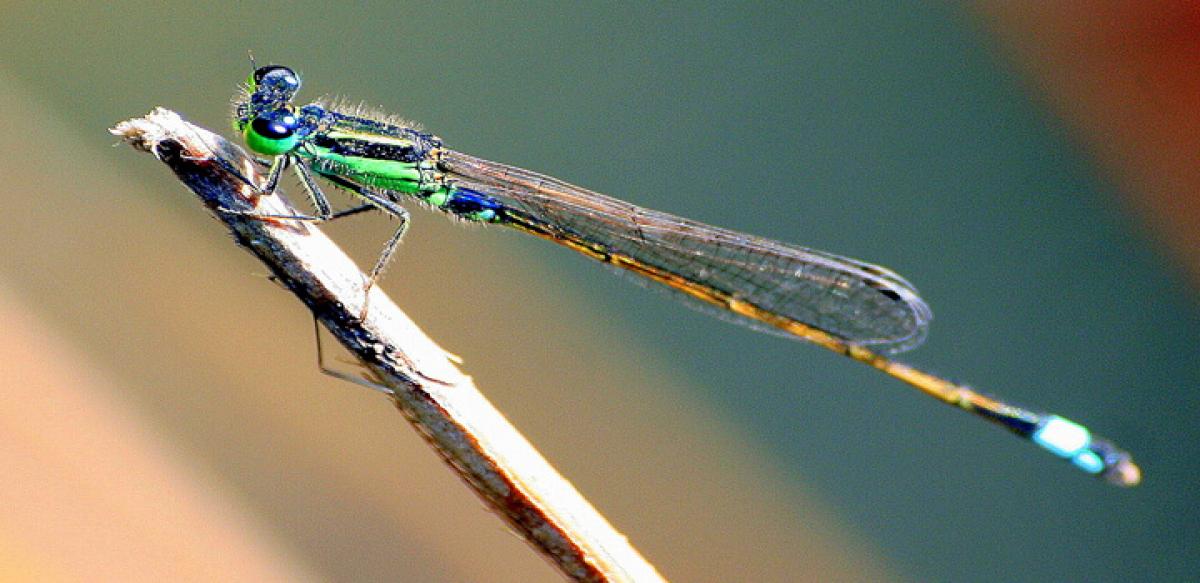 Tiny dragonfly may be worlds longest distance flier