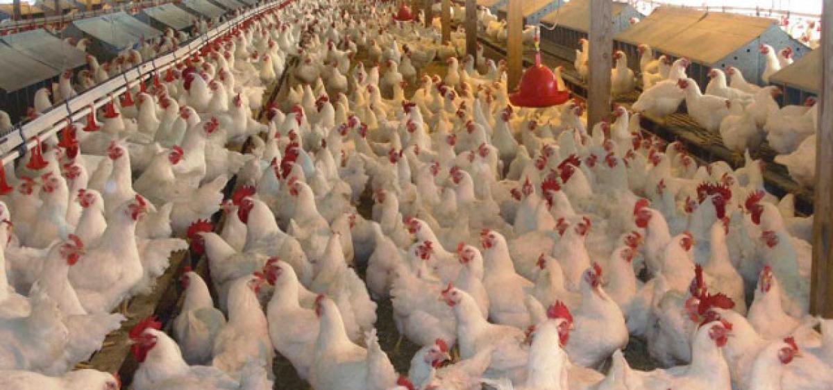 Chicken prices soar as heat waves kill birds in Telangana