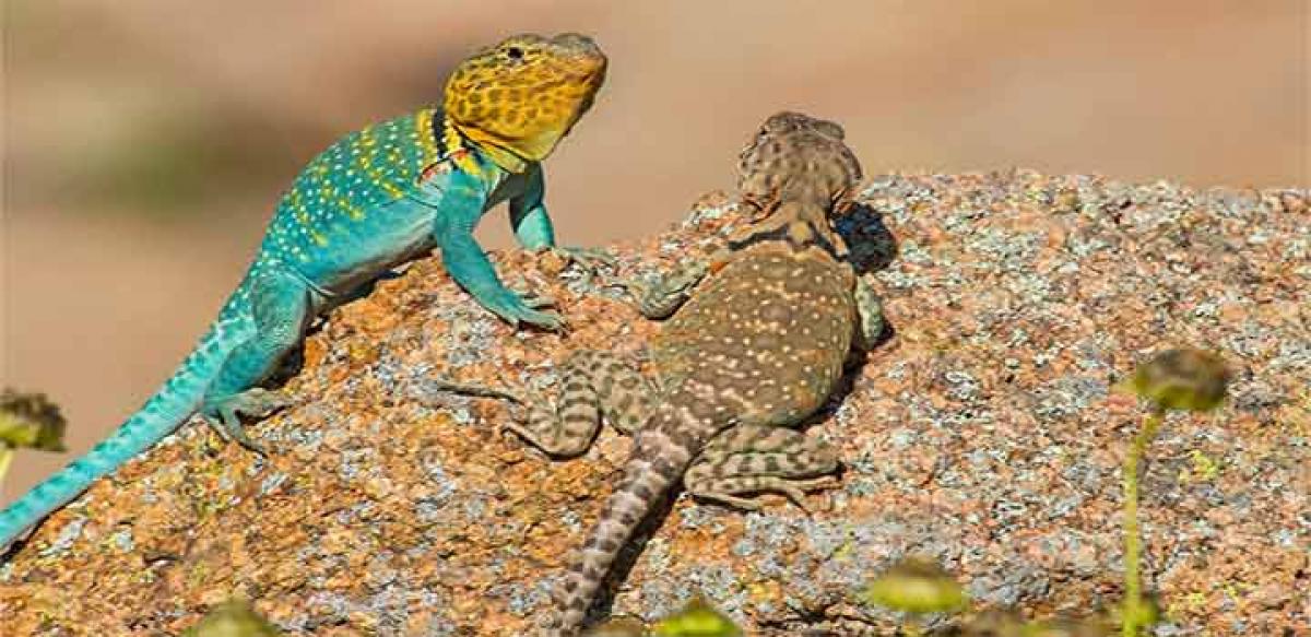 Male lizards put their lives at risk to attract mates