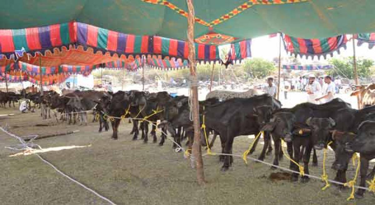 Fodder camp opened in Narayankhed