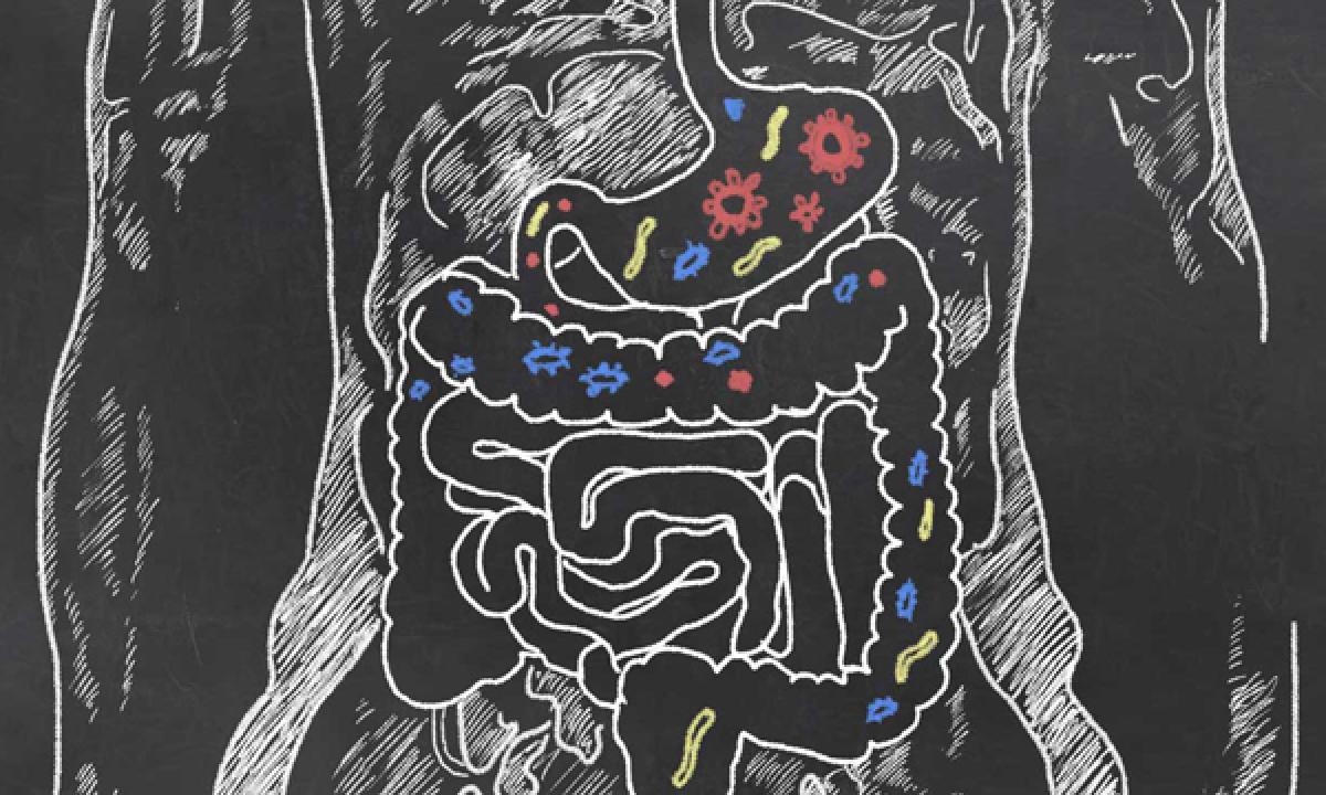 Study shows link between bacteria in intestines and Parkinsons disease