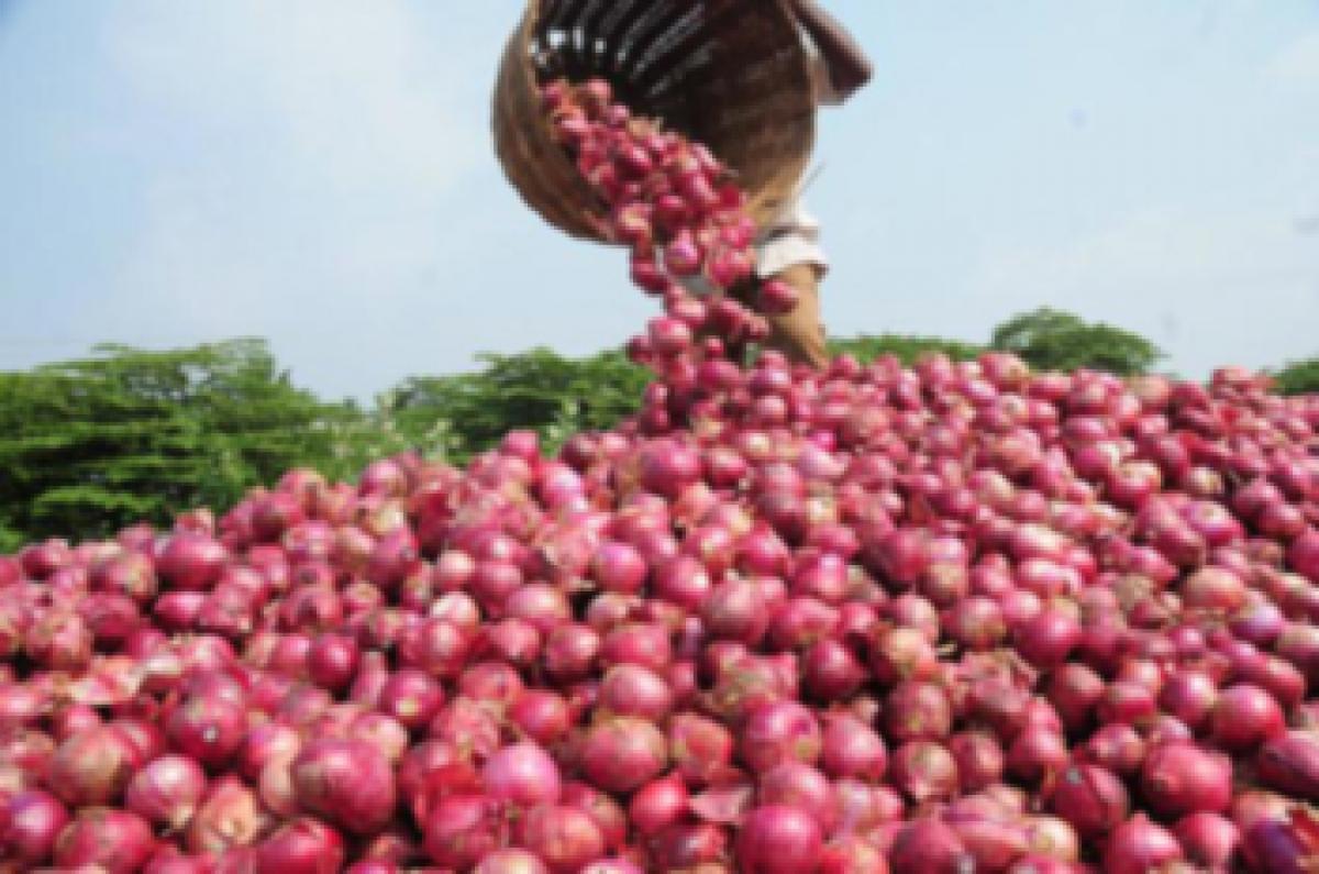 Onion farmers in tears as prices crash