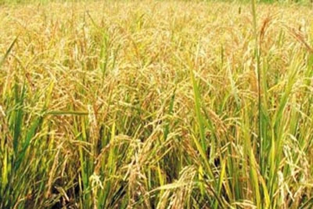 MLA demands Rs 2,000 MSP for paddy