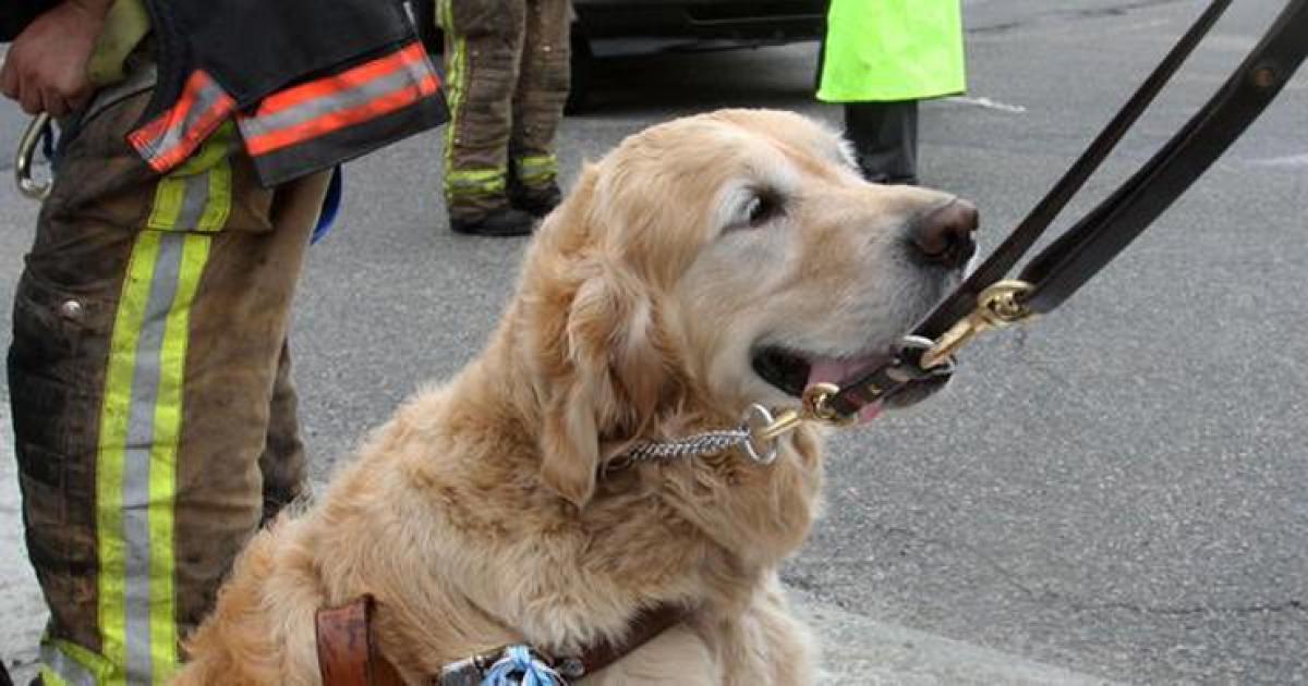 Dog protects blind owner by jumping in front of bus