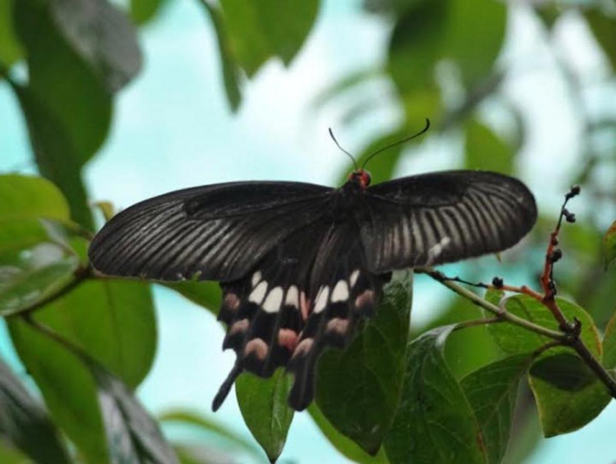 Cyclone-hit Butterfly Park to flutter again