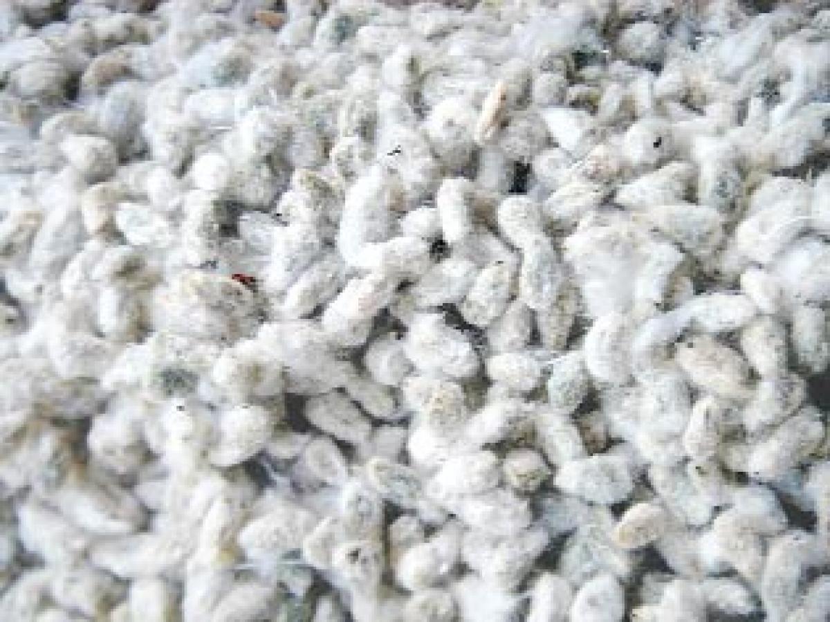 Cotton seed price cut evokes mixed response from farmers