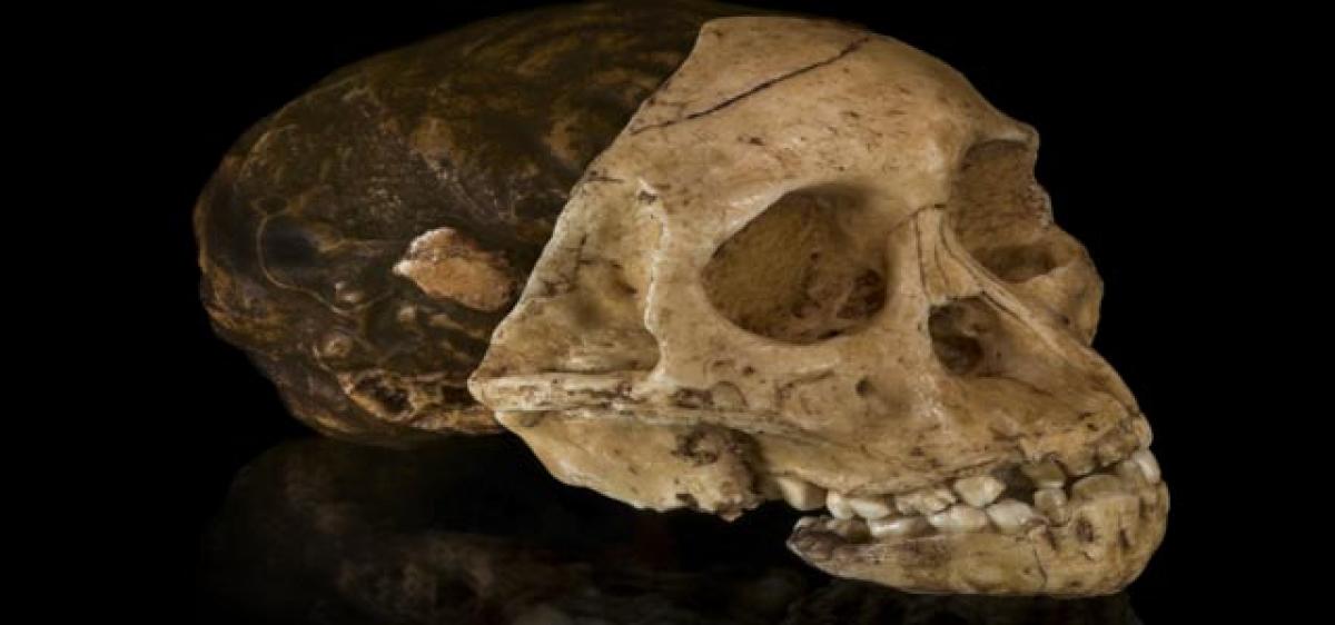 Brain and tooth size didnt co-evolve in humans