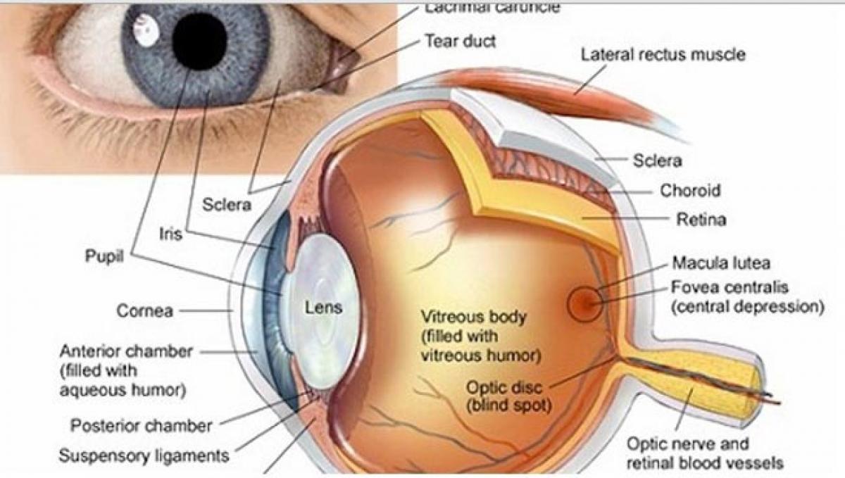 Genetic factors may increase risk of eye cancer