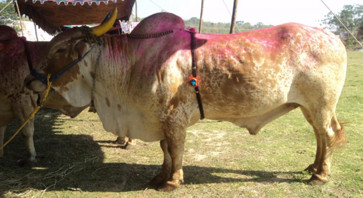 Telangana to get its own bull a la Ongole