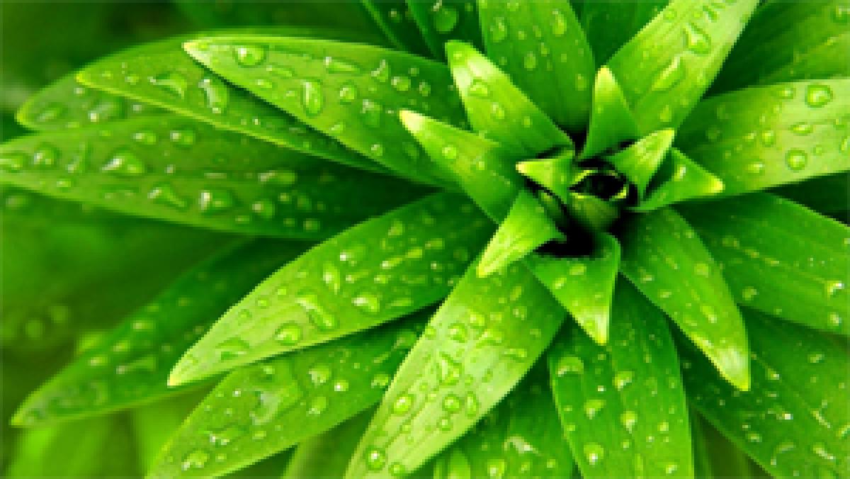 HR leaders know why leaf is green?