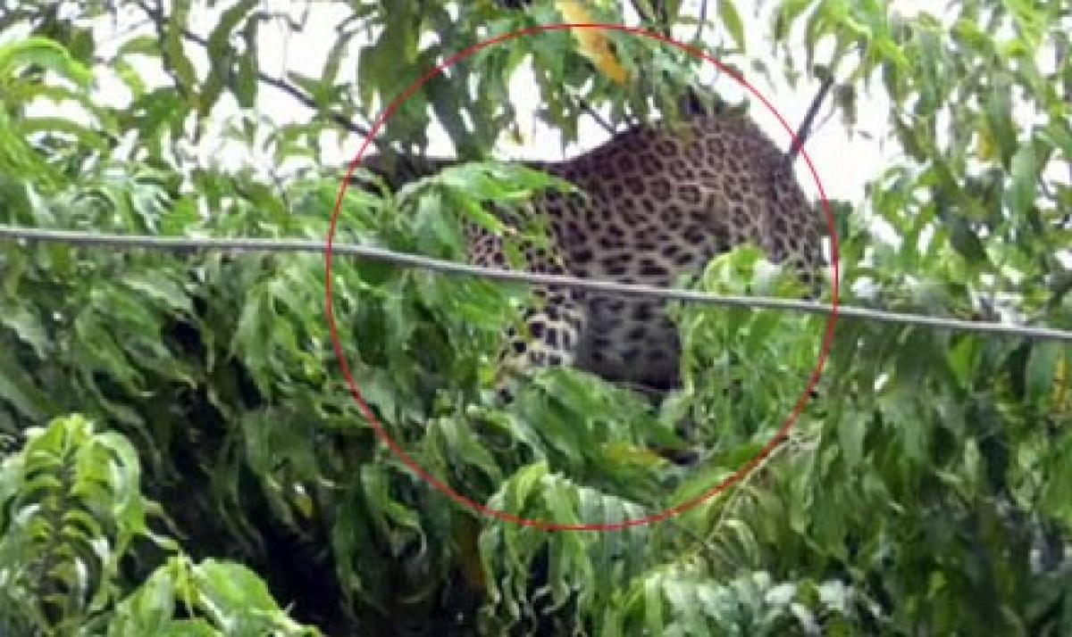 Leopards create flutter in Rayadurgam