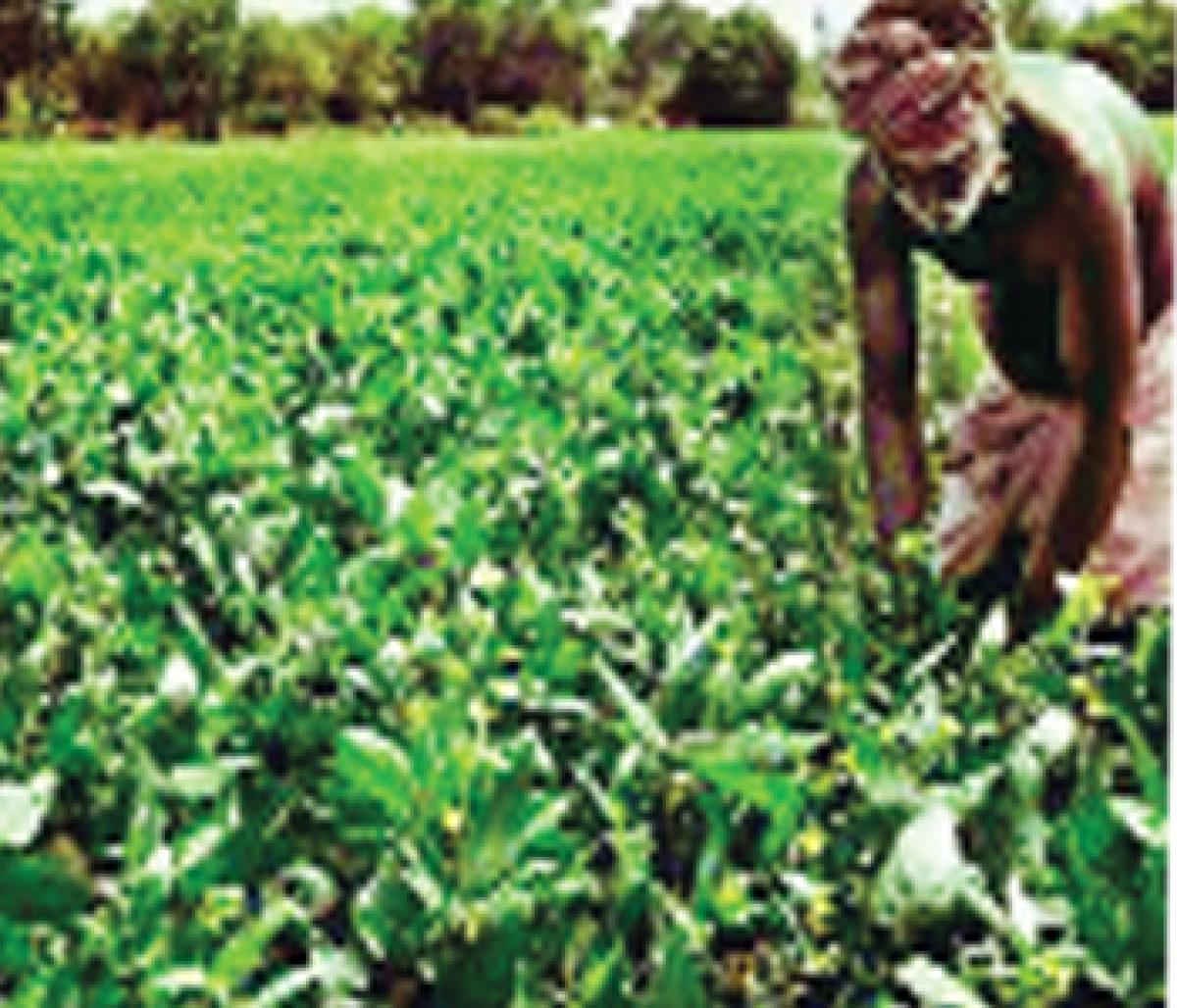 Black gram farmers’ hopes dashed