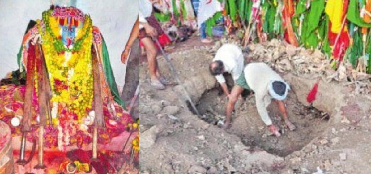 Sacred ritual: Tribals axe bovines for village good