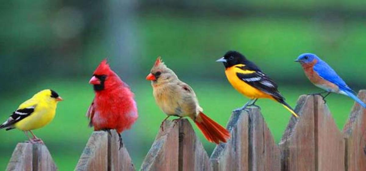 How Many Different Bird Species Are There In The World - Bird Walls