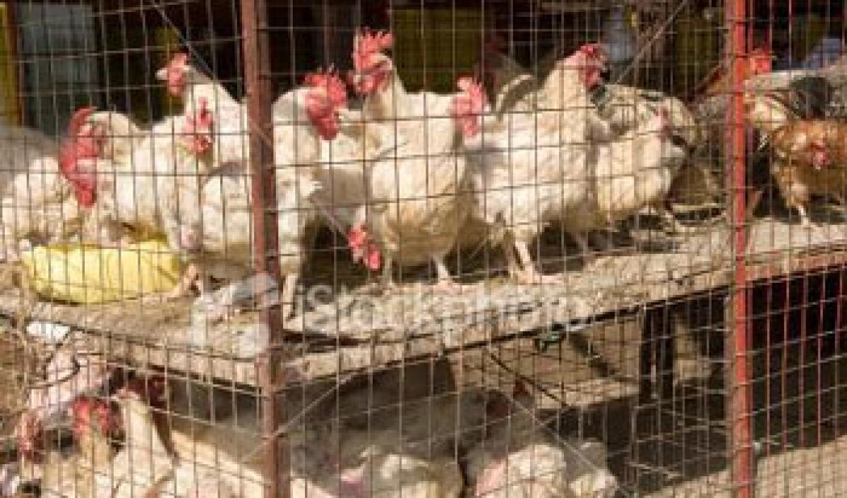 Chicken prices soar all over Telangana