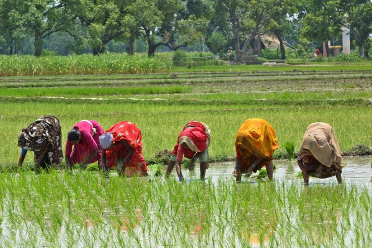 Measures taken by Indian Government for upliftment of Women in Agriculture Sector