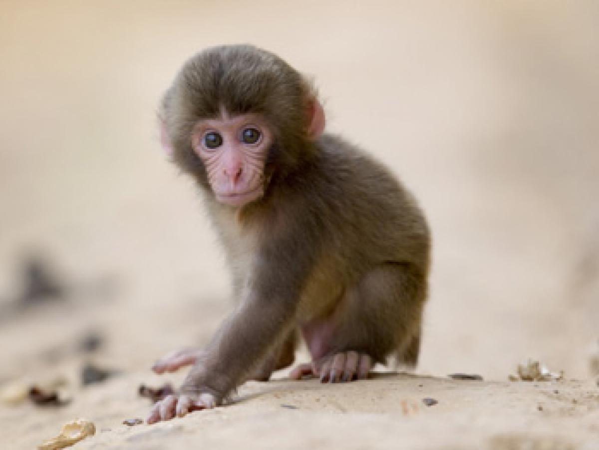 Baby monkes grow faster to avoid infanticide