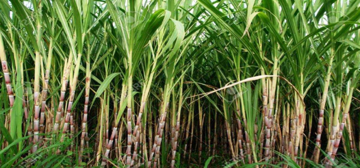 Sugarcane farmers dreams turn bitter