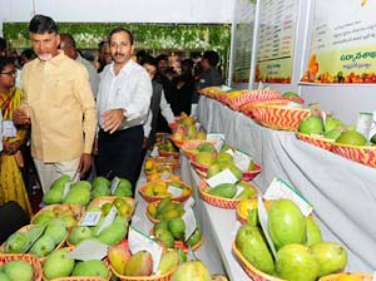 Visitors throng mango fest in city