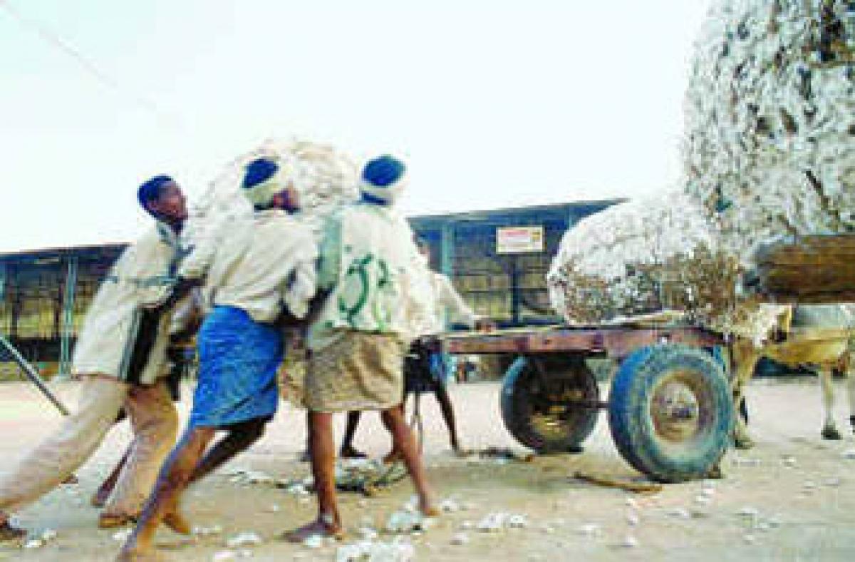 Cotton farmers hit hard by scanty rainfall, crop loss