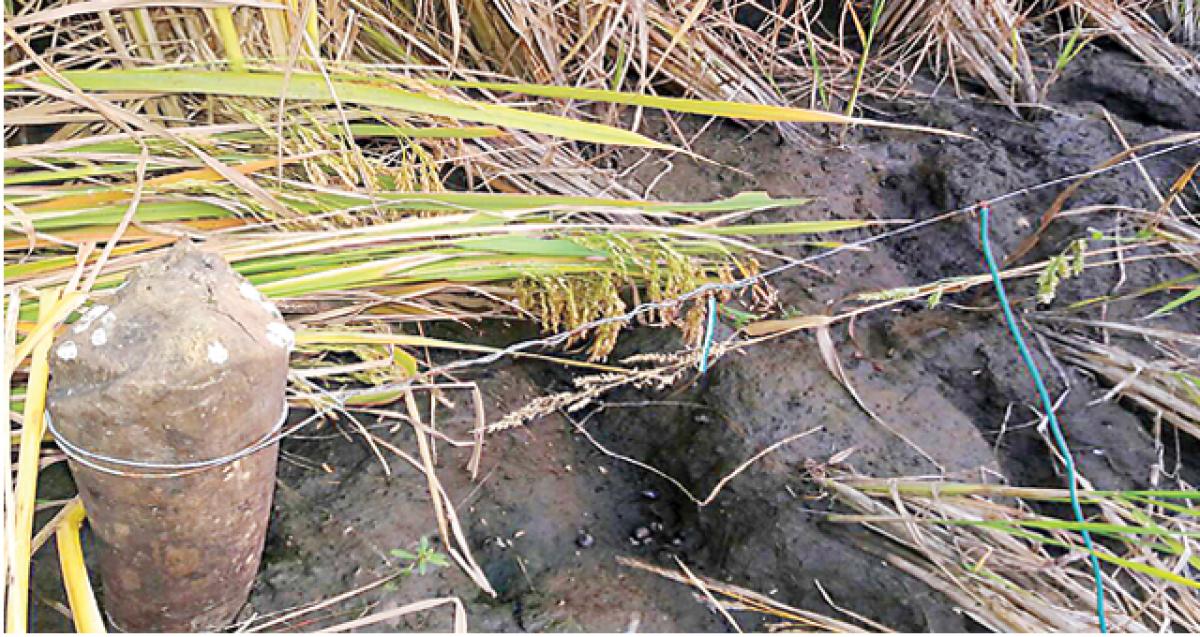 Electric fences gobbling farmers