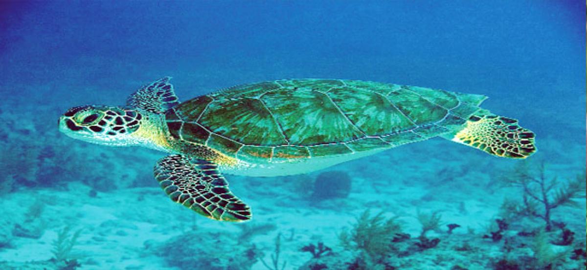Warming temperatures could result in extinction of sea turtles