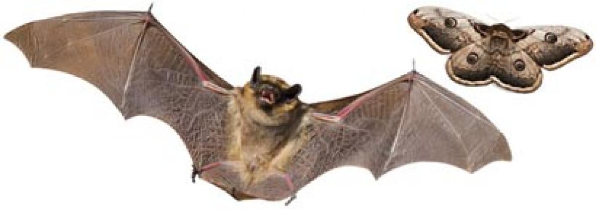 HR message of Bats, the corporate people must know