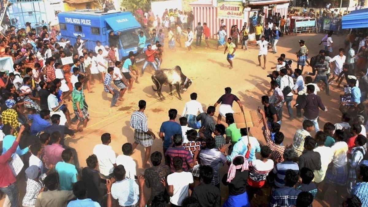 Madras High Court: Will not interfere in Jallikattu protests at this stage