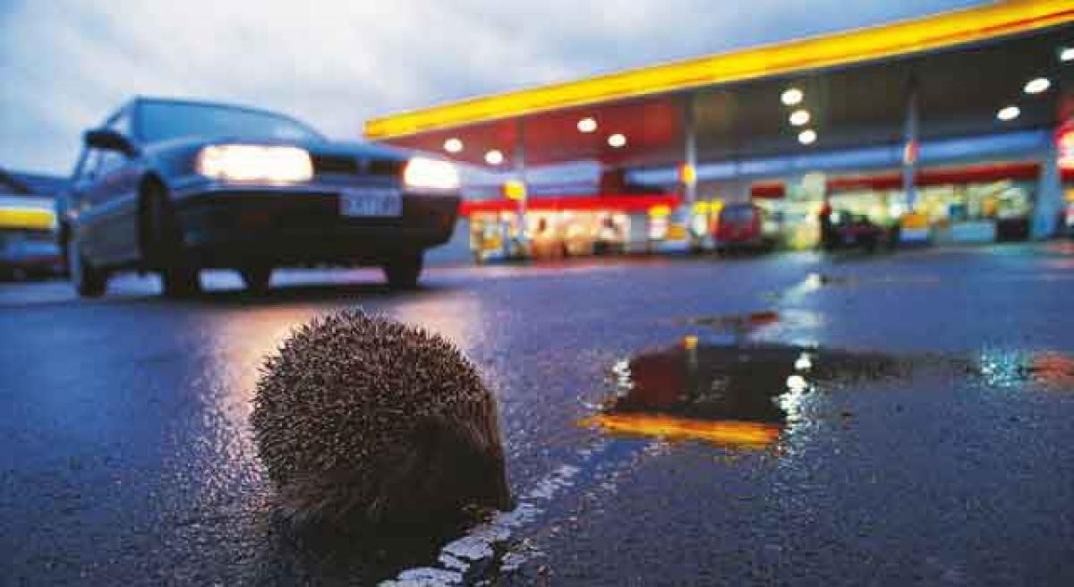 Hedgehogs more at home in cities than hinterlands