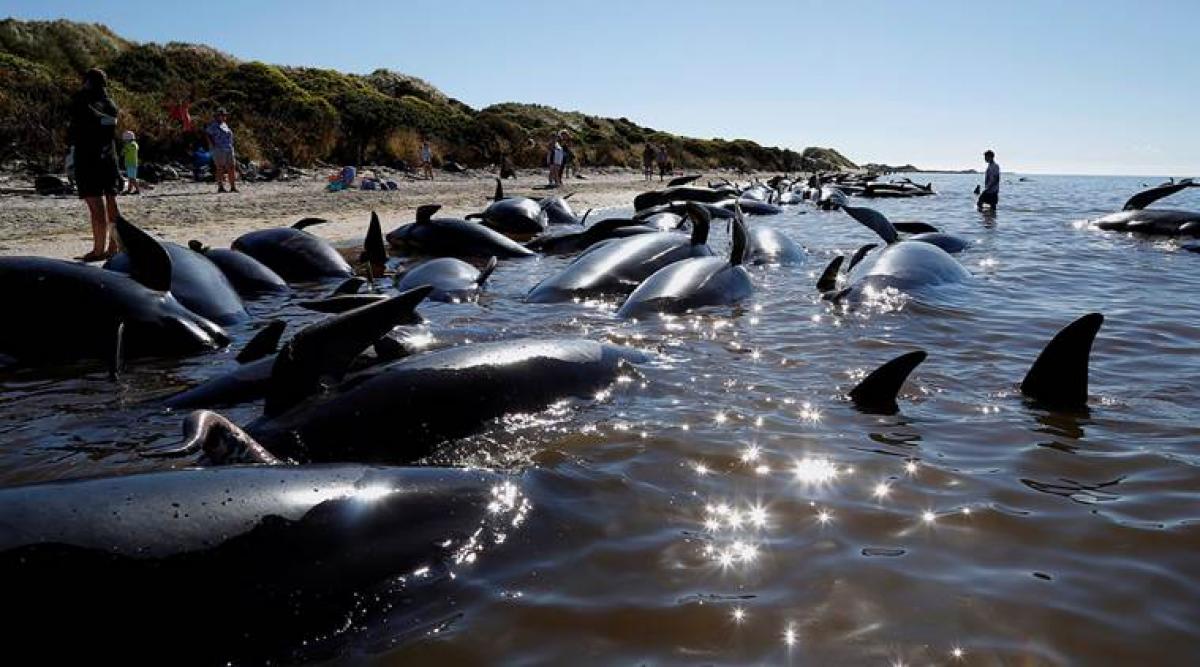 New Zealand rescuers form human chain to help stranded whales