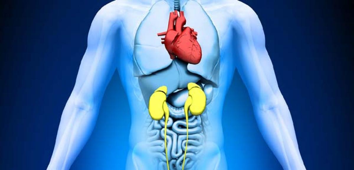 Gut bacteria ups heart disease risk in kidney patients