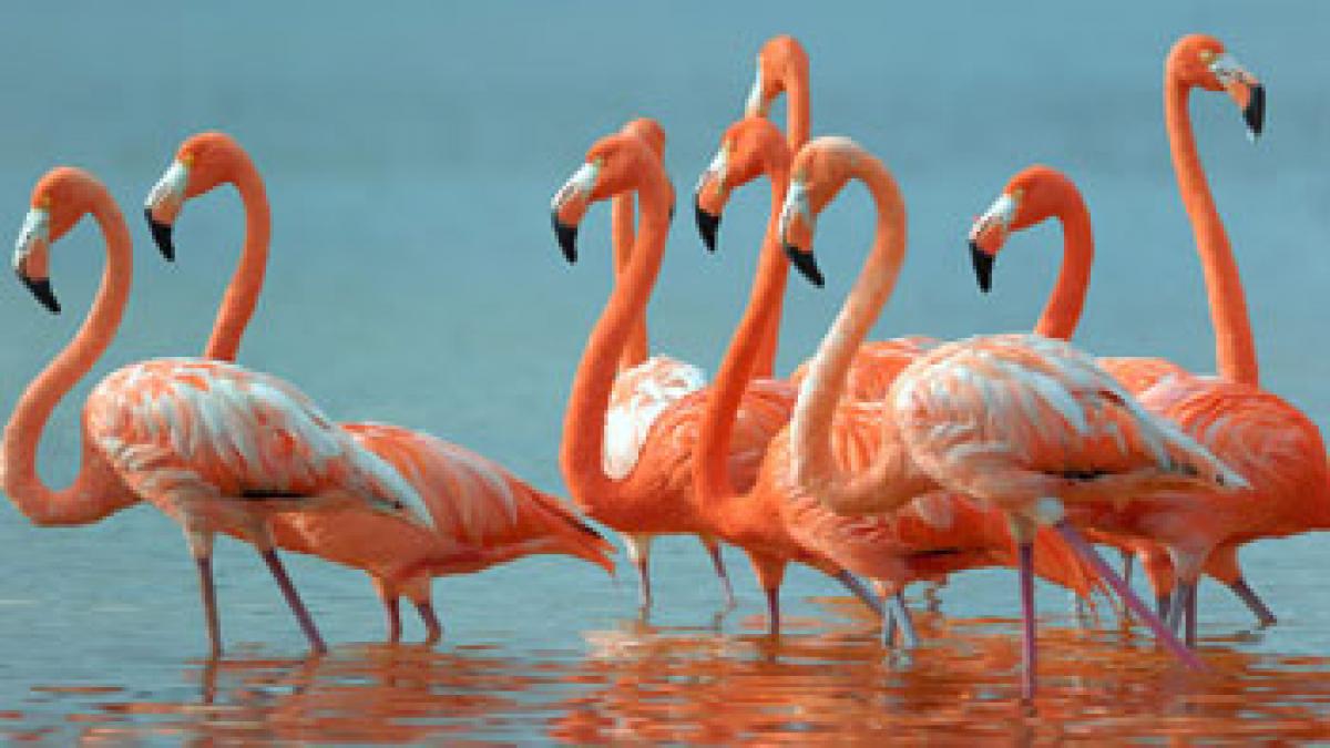 Flamingo Festival from January 9th