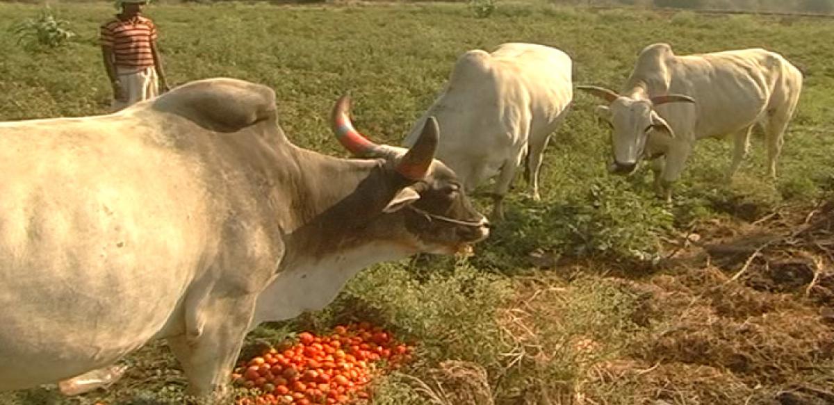 Now, tomato brings tears to farmers