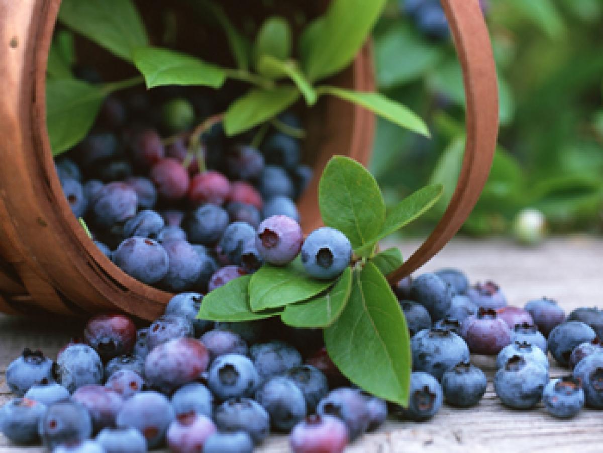 Super fruit blueberries can help fight Alzheimer’s