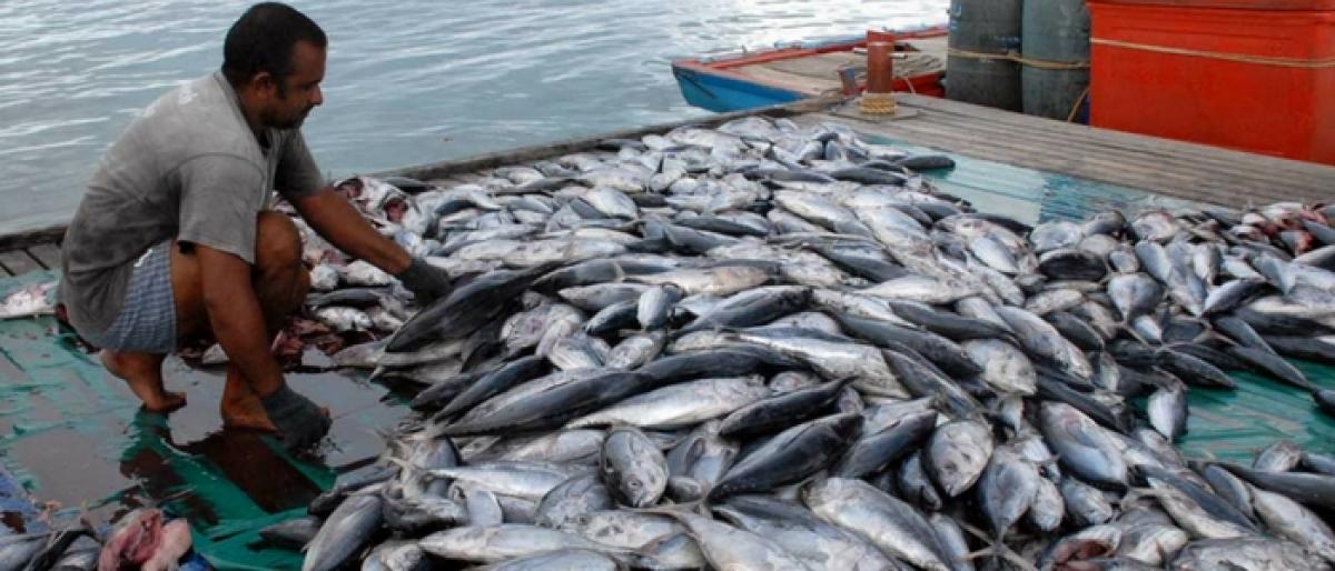 GST shadow over fish trade in Telugu states