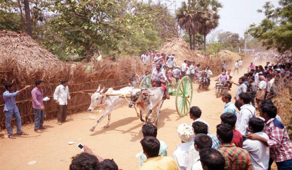 Bulls from Krishna win race