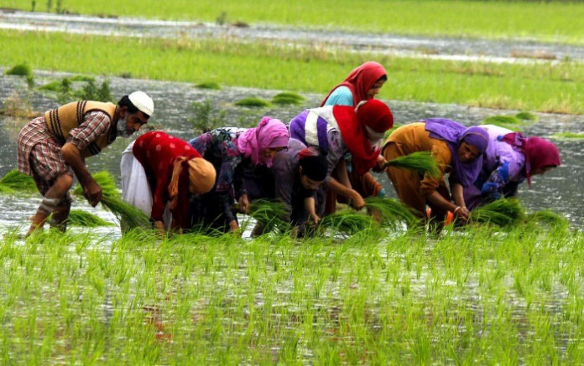 How rice farmers can minimise climate damage with water management